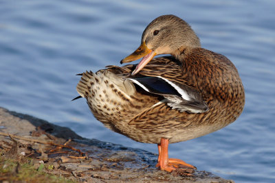 Mallard, female