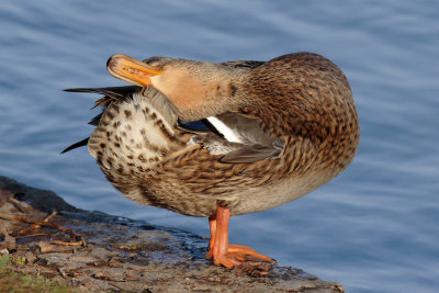 Mallard, female