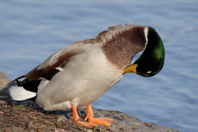 Mallard, male