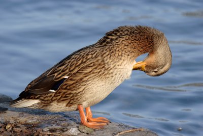 Mallard, female