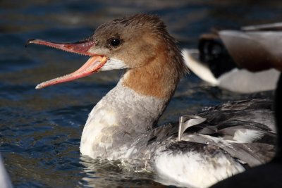 Goosander, young male?
