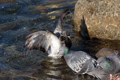 Feral Pigeon