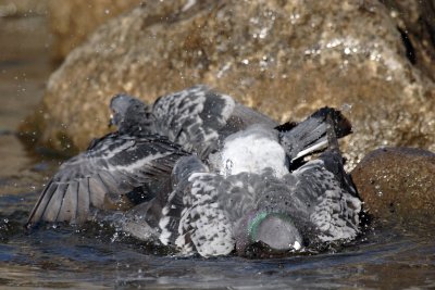 Feral Pigeon