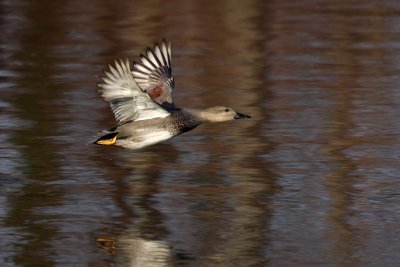 Gadwall