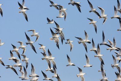 Black-headed gull