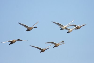 Mute Swan