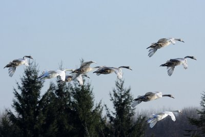 Mute Swan