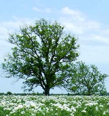 fulshear landscape