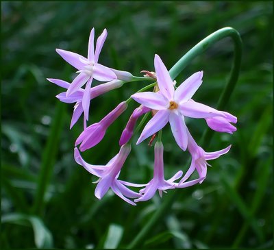 april bloom