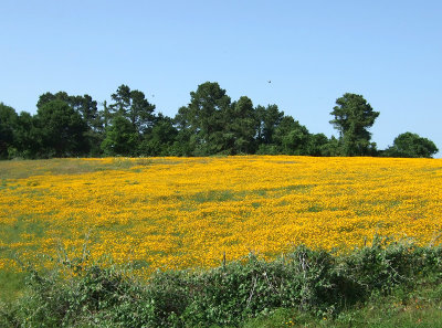 fields of gold