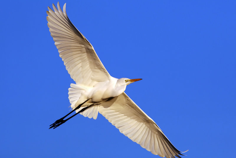 Egret