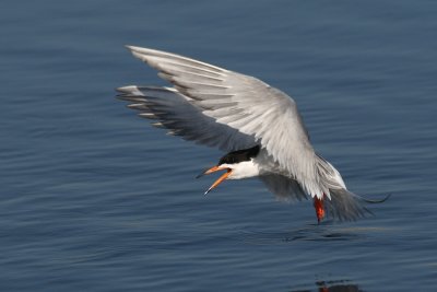 Tern