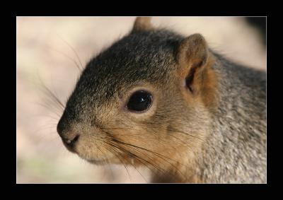 Squirrel Close-up