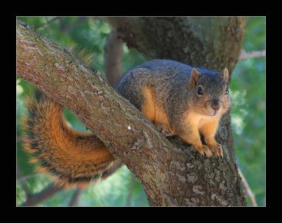 Squirrel on Tree 2