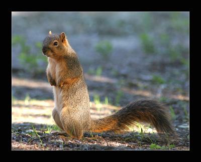 Squirrel Standing