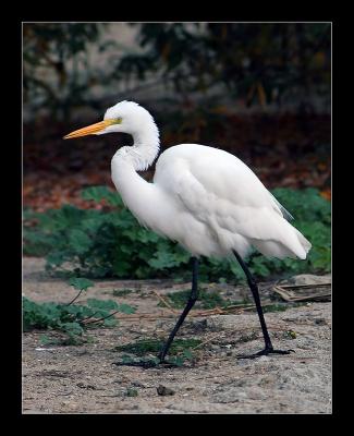Egret - Walking