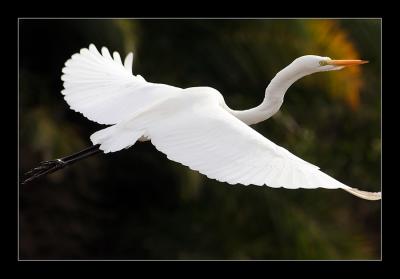 Egret In flight C