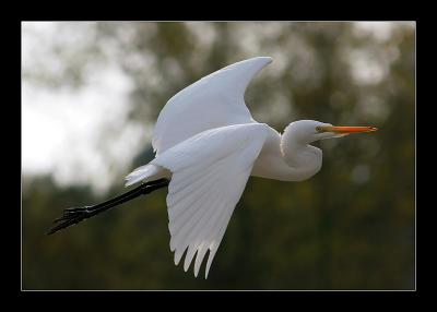 Egret In flight A