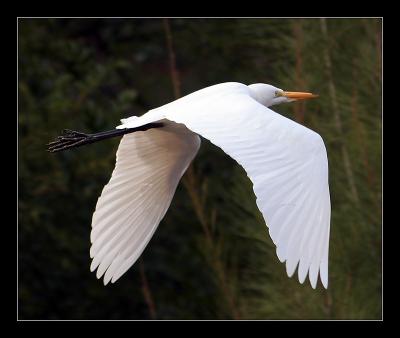 Egret In flight