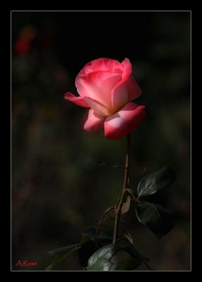 A Rose II