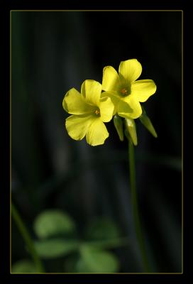 Early Spring Bloom