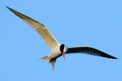 In Flight