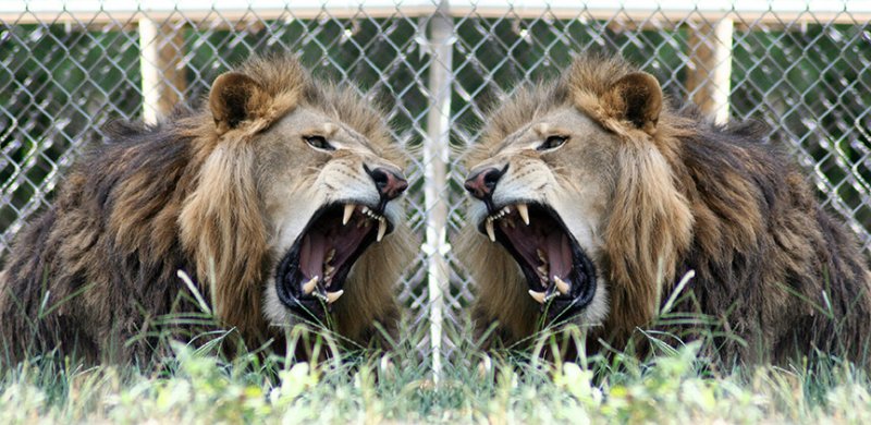 lion mirror 12x6.jpg