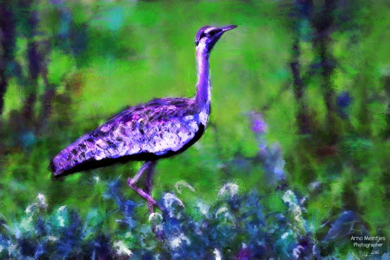 Stanleys Bustard.jpg