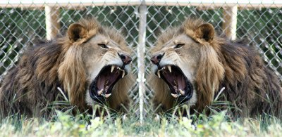 lion mirror 12x6.jpg