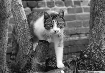 kingston cat.jpg