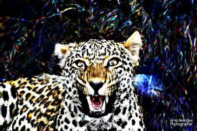 blurry leopard.jpg