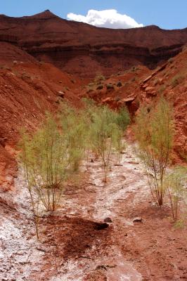 Plants and signs of digging