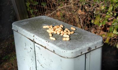 Peanuts for crows
