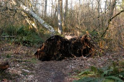 Uprooted!