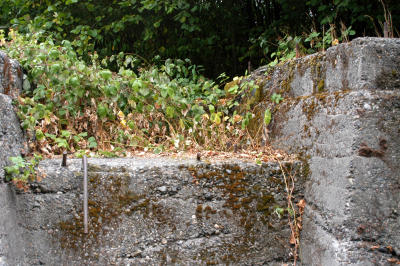 g3/93/584893/3/56735129.20030907_019_MineBaseVines.jpg