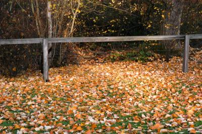 Fence and leaves