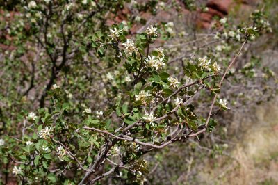 Trailside bush