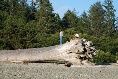 Tree talk on the beach