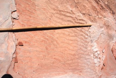 Petrified ripples; bamboo is one inch (2.5cm) thick