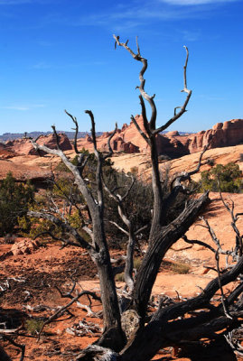 Delicate Arch framed yet again! (when will it end?)