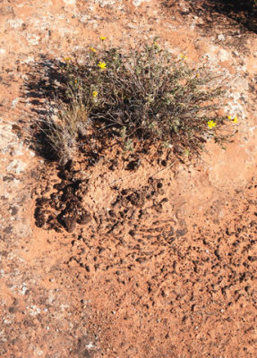 Shallow patch of cryptobiotic soil as foundation for flora