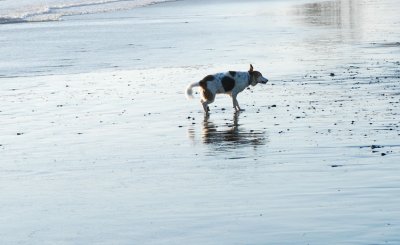 Tippi distributing water