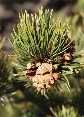 Pinon pine