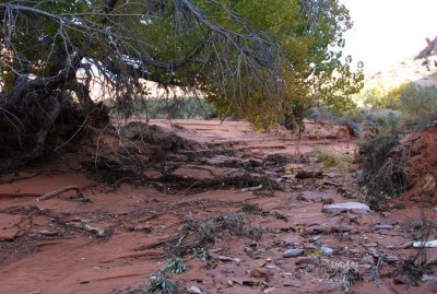 Flood debris of Winter Camp Wash (now I'm at the bottom of the amphitheater)