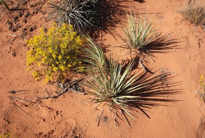 Yucca (spiky plants) and unknown