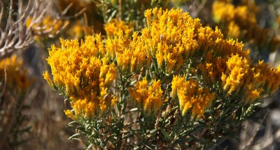 Rabbitbrush---close view