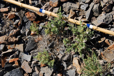 Summit vegetation (I think it's shadscale [Atriplex confertifolia] )