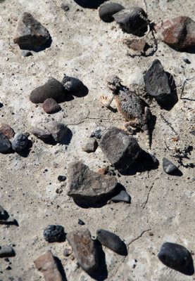 Horned toad amongst the rocks of the desert pavement