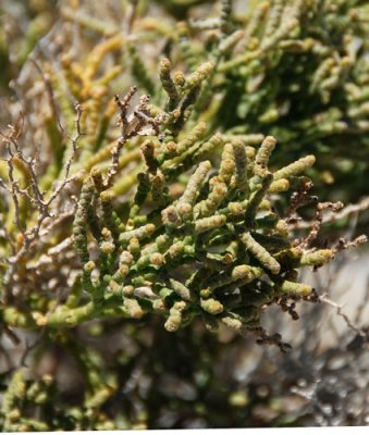 Close-up of the flora of the previous picture