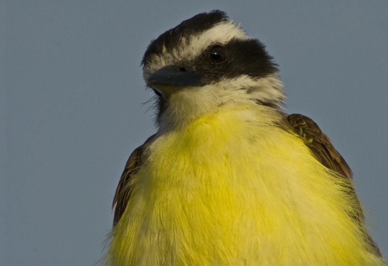 Great Kiskadee